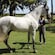 Un entrenador de caballos junto a un caballo andaluz mientras sostiene las riendas